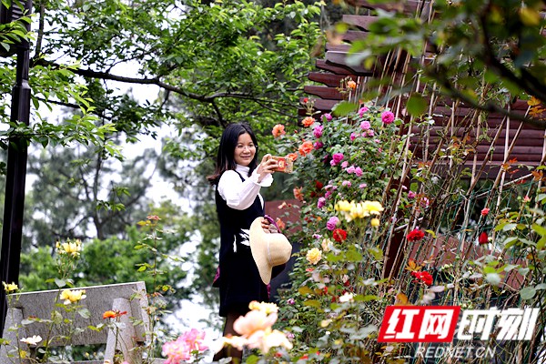 红网今日获悉，目前，湖南省森林植物园的树状月季和其他100多个品种3万余株的玫瑰、月季花进入了盛花期，开启了一个浪漫芳香的花花世界。（通讯员 彭炜 记者 姚冶）