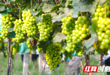 湖南澧县“网红葡萄”熟了 颜值超高（图）