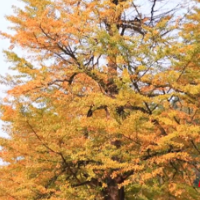 湖南的秋天有多“黄”？