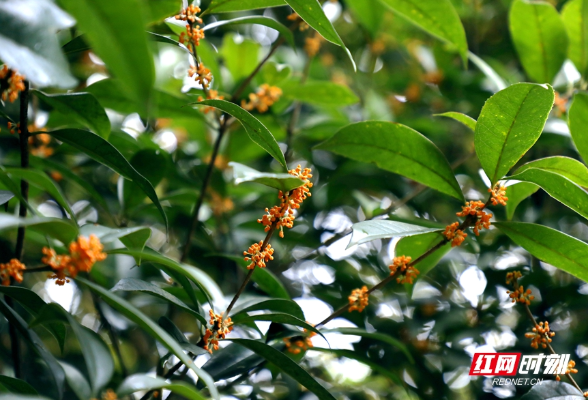 桂花终于开了！到湖南省植物园“闻香寻花”去