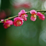 潇湘纵有万种花意 莫负最后十天梅香
