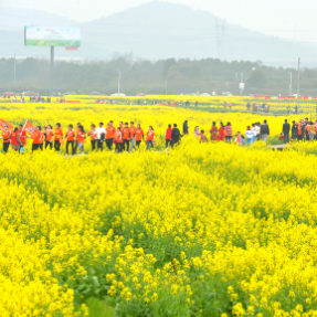 送你4.2万亩小黄花 2021湖南油菜花节看韶山撩人春色