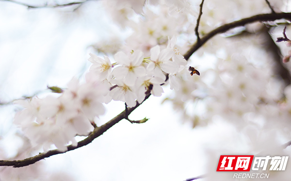 度过了斜风冷雨，春天已在眼前。3月14日，第十三届湖南世界名花生态文化节暨第十七届樱花节在湖南省森林植物园开幕，以满湖樱花为信，这里迎来了满园的赏花人。

从3月至5月，园内樱花（3月中下旬至4月中旬）、桃花（3月上旬至4月中旬）、郁金香（3月初至4月中旬)、杜鹃花（3月中旬至5月下旬）等将集中迎来盛放期。活动期间，省植物园还将举行花朝节、“春天的拼图”科普研学等活动。