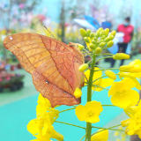 拍花赏蝶去岳阳 平江石牛寨油菜花节暨蝴蝶旅拍节开幕