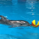 海豚宝宝迎周岁，长沙海底世界邀你为它取名字啦！