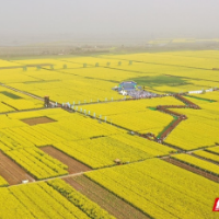 2022湖南油菜花节15日启动 十地入选最美油菜花景点