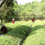 情系茶农,确保疫情防控和生产经营两不误