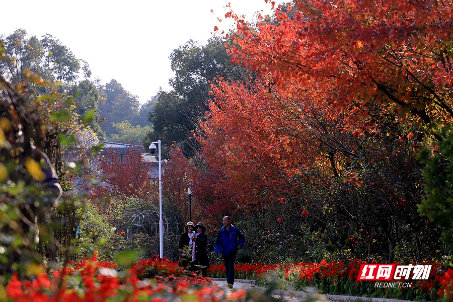 打卡冬日暖色调 来湖南省植物园比个“颜”