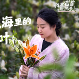 我在吉首种风景②丨孙叶子：做好百合花海里的一片绿叶