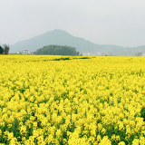 花草新闻社丨3月21日来汝城赏油菜花 共赴一场春日视觉盛宴
