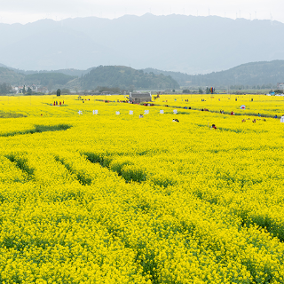 油菜花开唤客来！汝城县2024（第二届）油菜花乡村旅游节开幕