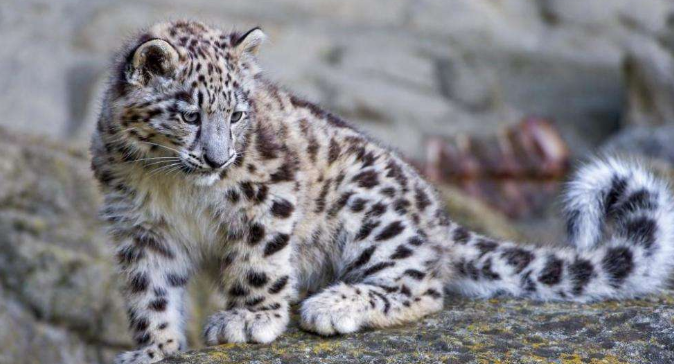 神秘雪豹“直播秀”长达二十分钟