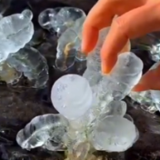 小葱夜间霜冻结冰好梦幻