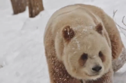 熊猫七仔雪地打滚秒变咖啡冰激凌