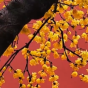 苏州古镇蜡梅映红墙