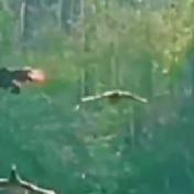 网友拍下孔雀齐飞的唯美场景