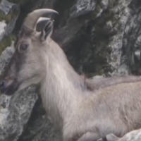 珠峰秘境 拍摄到珍稀野生动物珍贵影像