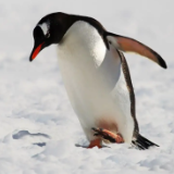 中国第40次南极考察 大洋作业途中 探寻极地生灵