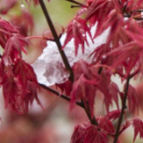 我国多地进入雨雪最强时段 气象科普：什么是“霰”