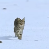 我国首次针对荒漠猫开启野外综合研究