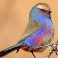 小鸟好像把彩虹披在身上