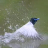 寿带鸟沾水起跳好灵动