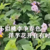 洋芋花开成海绚丽浪漫