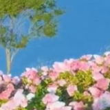 云南滇池绣球花海自带浪漫属性