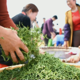 视频丨湘乡市首届毛田茶旅文化节举行