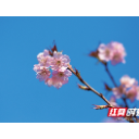 视频丨昭山七星村：春有约，花不误