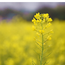 组图｜湘潭县白沙洲：油菜花开春意浓