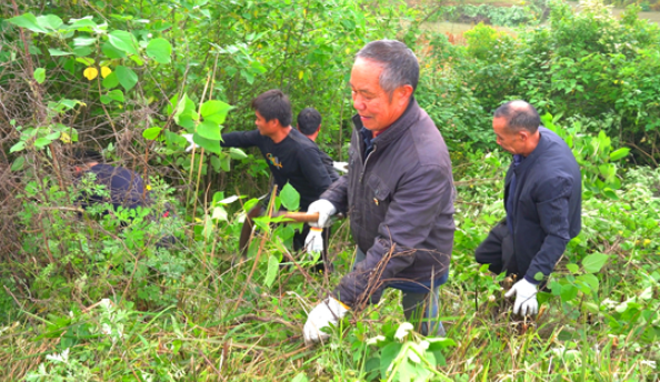 我为群众办实事|湘潭县：涟水堤上党旗飘千人扫障助防汛