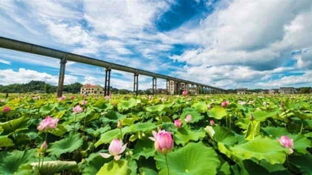 湘潭县：中药材种植助力乡村振兴