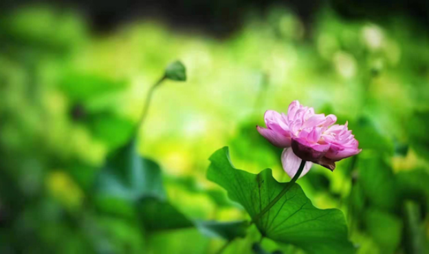 【组图】湘潭县： 荷花别样红 荷香沁心脾