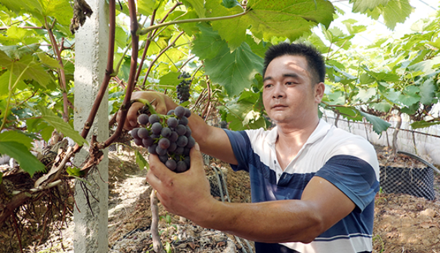 乡村振兴丨湘潭县：夏果缤纷 催热乡村游