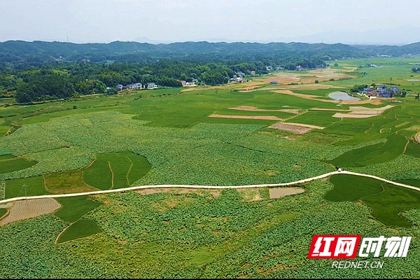 互联网+分类销售 湘潭县分水乡大冲垅村湘莲种销两旺