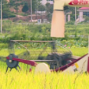 湘潭县五万亩再生稻头季喜获丰收