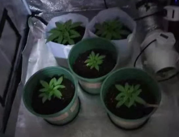 在家种大麻,制毒贩毒!他栽在雨湖公安手里