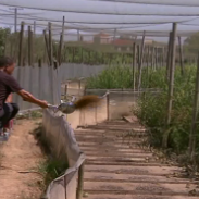 开着“小火车”喂青蛙 湘潭县养蛙达人走出致富新道路