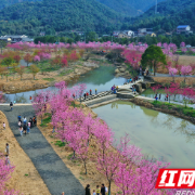 早春二月，樱花盛开——湘潭首届樱花旅游文化节即将开园