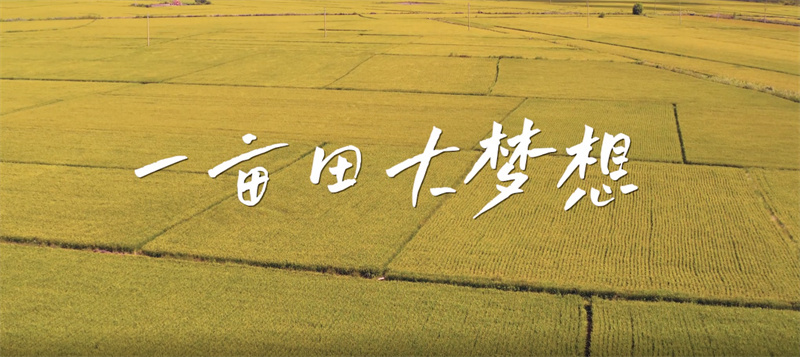 湘潭县：“一亩田脱贫”拍成了微电影 再现脱贫路上“大梦想”
