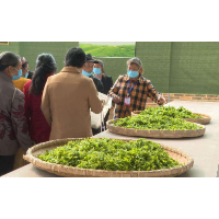 光明日报丨湖南湘乡:谷雨售茶忙