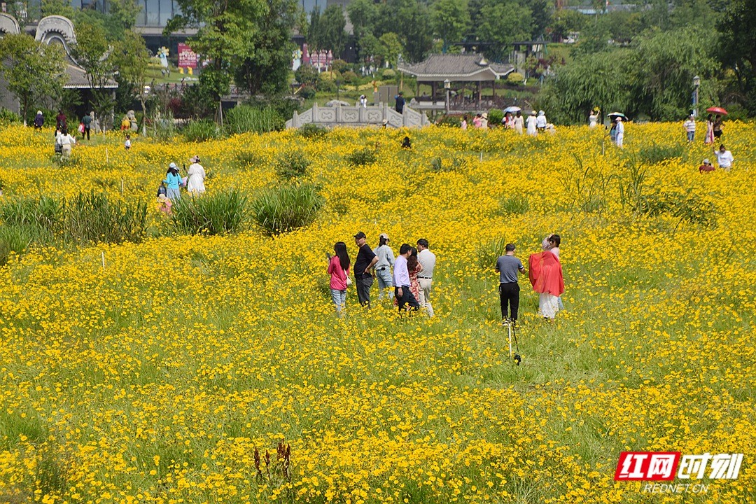 美图丨蓝天白云下金鸡菊盛开 “橙味”夏日好风光