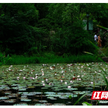 组图丨夏雨落万物生 湘潭湖湘公园景色美
