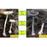 湘潭市疾控中心紧急提醒：珍爱生命，勿食野生蘑菇！