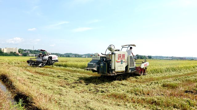 湘潭县：机收减损确保粮食颗粒归仓