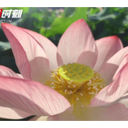 组图丨“荷”你一起，去湘潭县花石镇赴一场盛夏的约