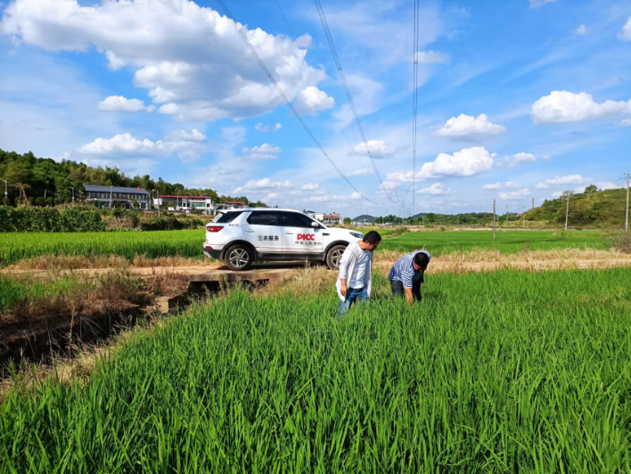 韶山市银田镇干群齐心共抗旱情