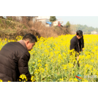 不负春光  湘乡市金石镇万亩油菜花铺洒一地金黄（图）