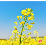 春天的故事丨湘潭县：邂逅白沙洲油菜花海 赴一场春天的约会